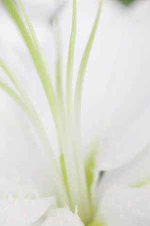 Wedding ceremony decorationsの写真素材