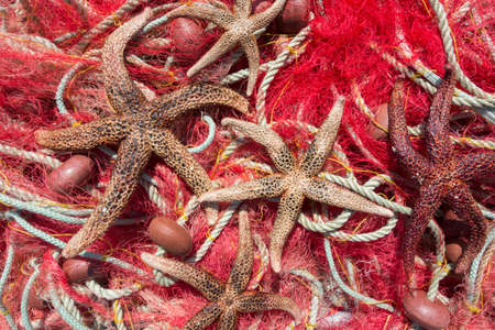 Dried starfish on fishing netsの写真素材
