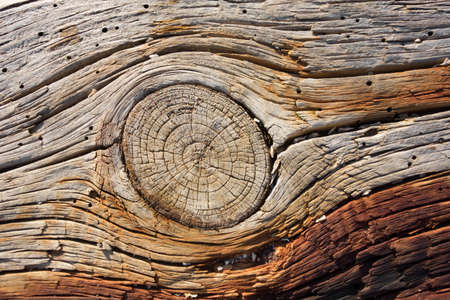 Old dry grained wood with knots, cracks and rust marks.の写真素材