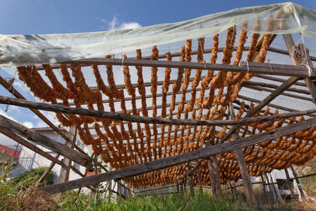 Classical way of drying tobacco. Hanging under the sun, threaded on cordの写真素材