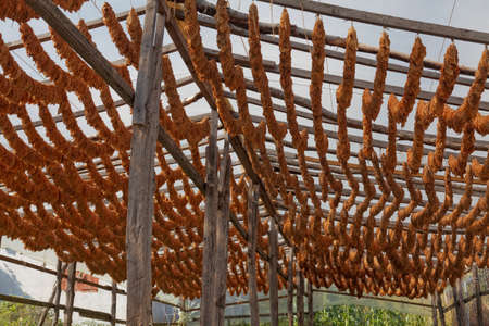 Classical way of drying tobacco. Hanging under the sun, threaded on cordの写真素材