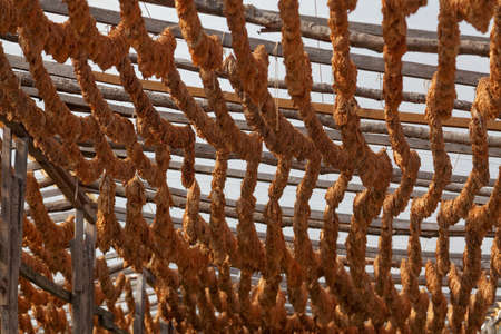 Classical way of drying tobacco. Hanging under the sun, threaded on cordの写真素材