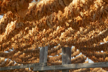 Classical way of drying tobacco. Hanging under the sun, threaded on cordの写真素材