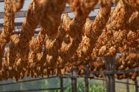 Classical way of drying tobacco. Hanging under the sun, threaded on cordの写真素材