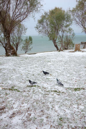 Landscape with snow on green herbs and some trees next to the sea