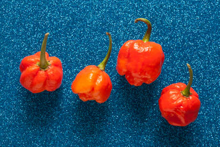 Trinidad Moruga Scorpion Spicy chili in the world on a blue backgroundの写真素材