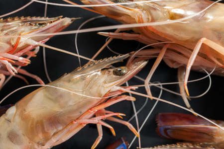 Shrimps on black backgroundの写真素材