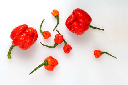 Red hot Trinidad moruga scorpion peppers on white background
