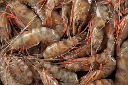 Shrimps background textureの写真素材
