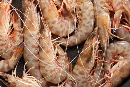 Shrimps background textureの写真素材