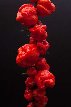 Red hot Trinidad moruga scorpion peppers on black backgroundの写真素材