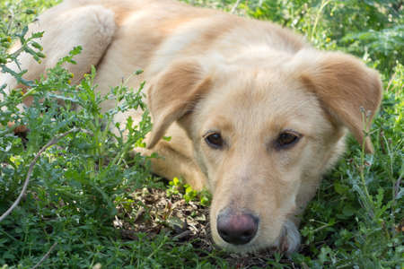 Cute red dog outdoorの写真素材