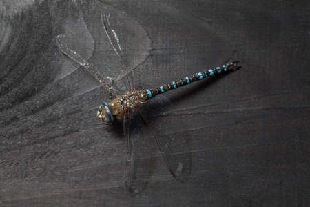 Emperor Dragonfly on black backgroundの写真素材