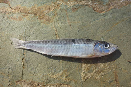 Dry dried fish isolated on rocky background