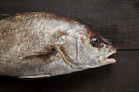 Sciaena umbra on black wooden background at the kitchenの写真素材