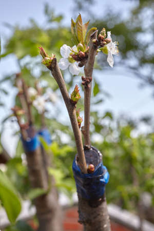 Fruit tree twigs grafted on a tree trunk. Grafting cherry tree over a plum treeの写真素材