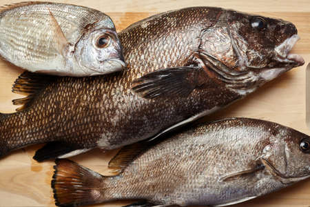 Sciaena umbra, diplodus annularis on wooden cutting board at the kitchen
