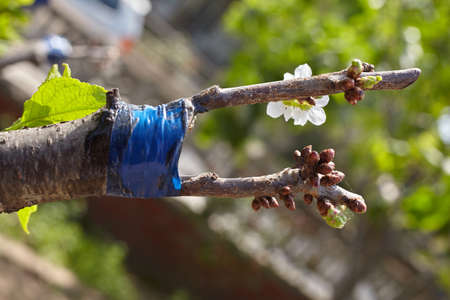 Fruit tree twigs grafted on a tree trunk. Grafting cherry tree over a plum treeの写真素材