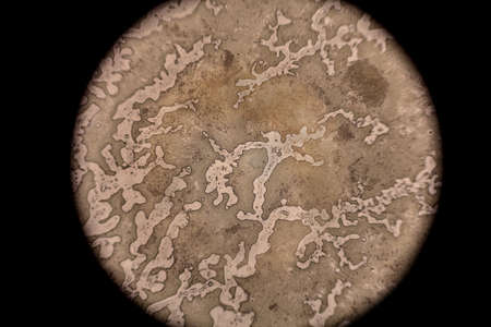 Microscopic view of a tissue
