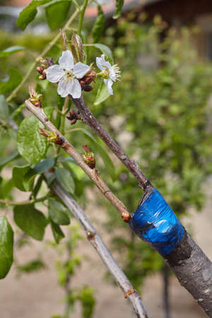 Fruit tree twigs grafted on a tree trunk. Grafting cherry tree over a plum treeの写真素材