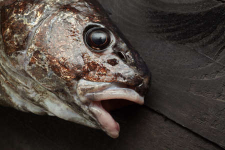 Sciaena umbra on black wooden background at the kitchenの写真素材
