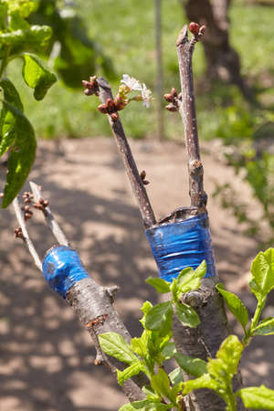 Fruit tree twigs grafted on a tree trunk. Grafting cherry tree over a plum treeの写真素材