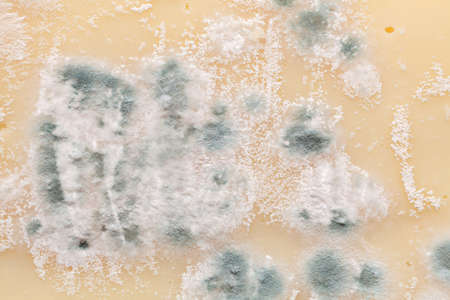 Moldy cheese backgroundの写真素材
