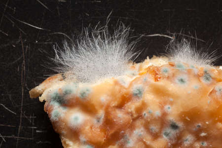 Moldy piece of cheese pie on black backgroundの写真素材