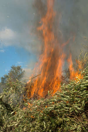 Large fire burning olive branches after pruning