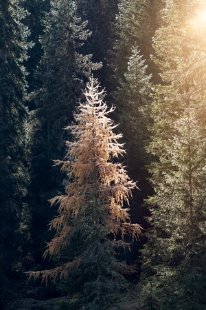 Sun shining through the forest fir tree autumn fall fall panorama vertical formatの写真素材
