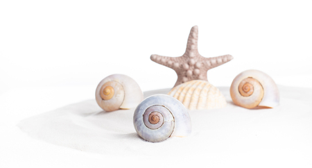 Seashells and a starfish on white sand. Close-up