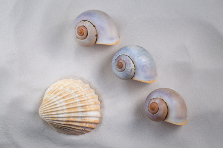 Four seashells on white clean exotic sand.