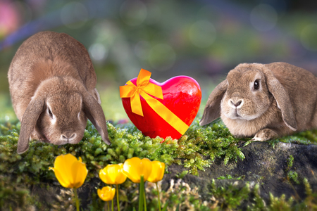 Two funny easter bunnies on green meadow. Easter card.の写真素材