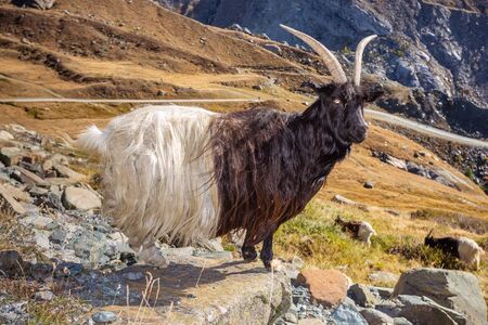 Wallis goat in the mountains. Swiss alps. Switzerland.の写真素材