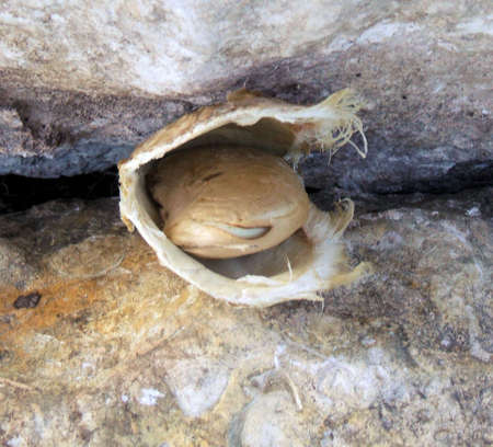 Mango Seed On A Rock