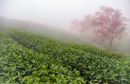 Beautiful cherry flowers bloom in tea hill in Sapa, Vietnamの写真素材