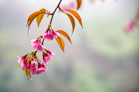 Beautiful cherry flowers bloom in tea hill in Sapa, Vietnam
