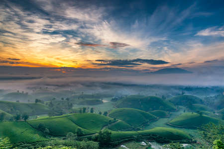 Overview of Long Coc green tea hill, Phu Tho, Vietnam.