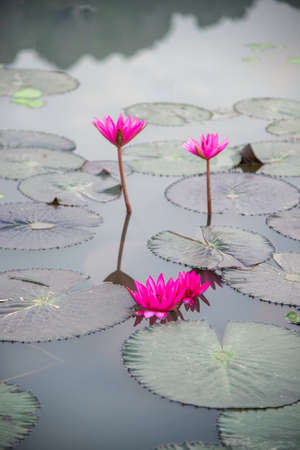 water lily lotus flower and leavesの素材 [FY310173471959]