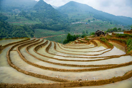 Rice field terraces. Mountain view in the clouds. Sapa, Lao Cai Province, north-west Vietnamの写真素材