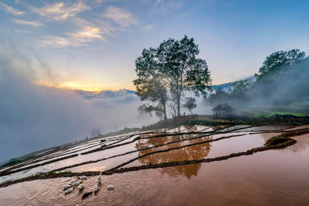 Terraced rice field landscape with road and big tree in Choan Then, Y Ty, Bat Xatの写真素材