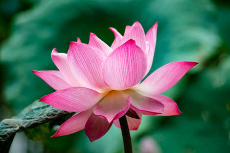 Beautiful pink lotus flower in bloomingの写真素材