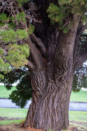 Ferns and eucalyptus trees on a mountain side in Victoria`s Yarra Valley and the Dandenong Ranges on the Australian south east coastの写真素材