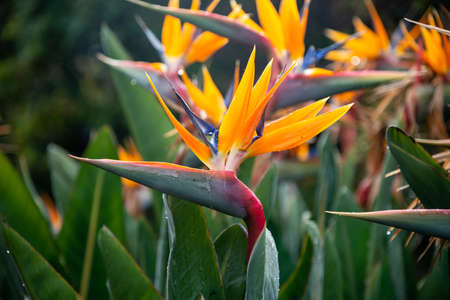 Bird Of Paradise Flower at the Royal Botanic Gardens in Melbourne, Australiaの写真素材