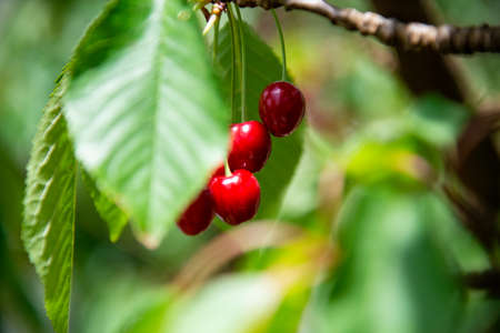 Fresh cherries on the treeの写真素材