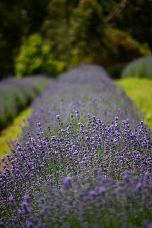 Warratina Lavender Farm set in the Yarra Valley. Next to the Drying Shed are the Tea Rooms and Gift Shop where visitors enjoy local cuisine & lavender scones.の写真素材