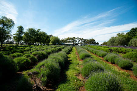 Warratina Lavender Farm set in the Yarra Valley. Next to the Drying Shed are the Tea Rooms and Gift Shop where visitors enjoy local cuisine & lavender scones.の写真素材