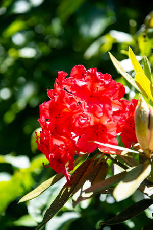 Rhododendron at National Rhododendron Gardens, Olinda, Melbourne, Australiaの写真素材