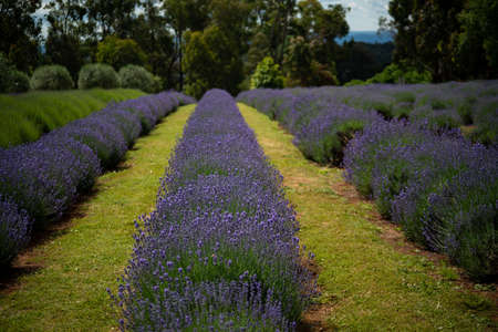 Warratina Lavender Farm set in the Yarra Valley. Next to the Drying Shed are the Tea Rooms and Gift Shop where visitors enjoy local cuisine & lavender scones.の写真素材
