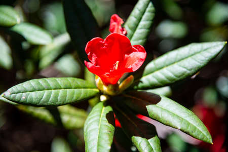 Rhododendron at National Rhododendron Gardens, Olinda, Melbourne, Australiaの写真素材